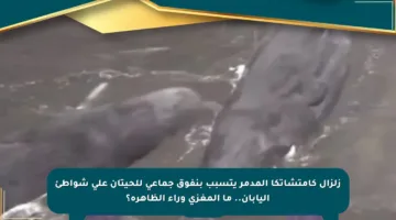 زلزال كامتشاتكا المدمر يتسبب بنفوق جماعي للحيتان على شواطئ اليابان.. ما المغزى وراء الظاهرة؟